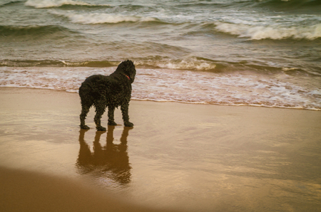 black cocker spaniel at the beachの写真素材