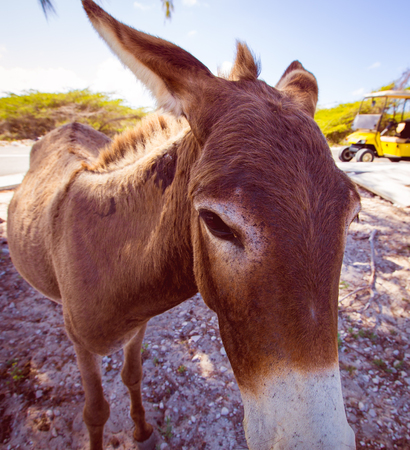 wild donkeyの写真素材