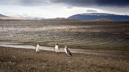penguins Tierra del Fuegoの写真素材