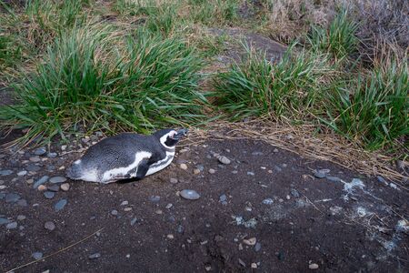 penguins in Ushuaiaの写真素材