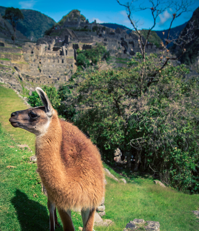 llama at Machu Picchuの写真素材