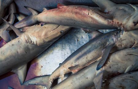 dog fish at a marketの写真素材