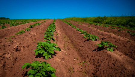 potato field in prince edward islandの写真素材