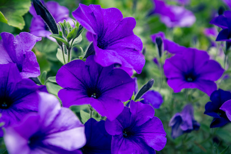 violet petunia at a parkの写真素材