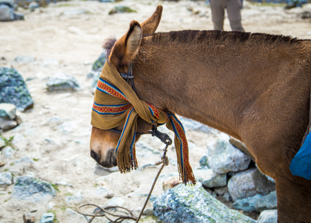 Horse in the mountains in Peruの写真素材