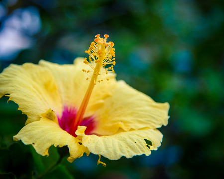 yellow hibiscus flower Hawaiiの写真素材