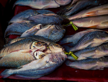 Fresh fish from the Amazon Riverの写真素材