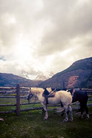 white horse in El Chalten Argentinaの写真素材