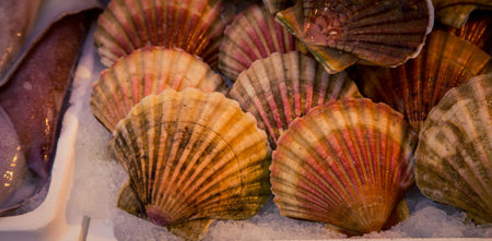 clam shells at a market