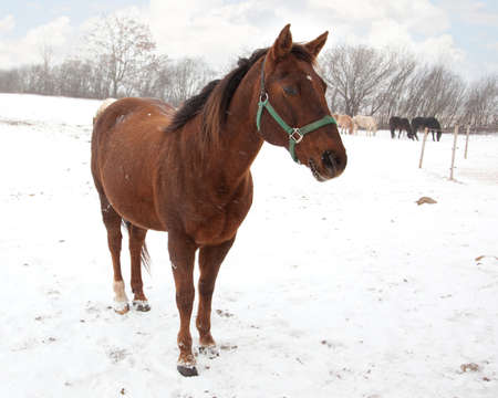 Portrait of a brown horse stood in a snowy countryside field, winter scene.の写真素材