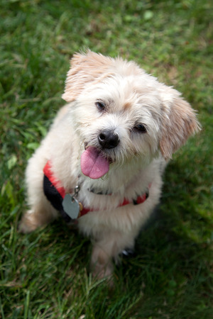 adorable small white beige dog sits outside waiting for a friend