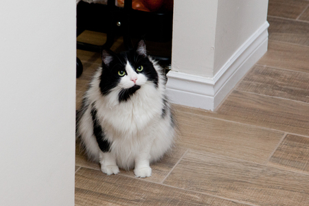 A black and white cat sits on the floor, looking expectant.の写真素材