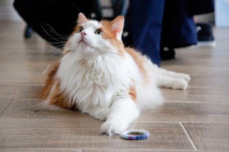 An orange and white cat with an elastic toy looks up from the floor