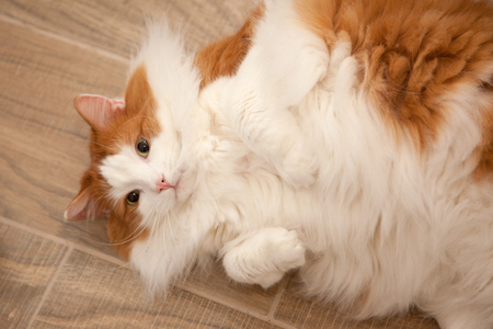 Fluffy white and orange cat poses laying on its back, waiting for attentionの写真素材
