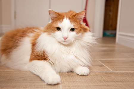 A fluffy orange and white cat laying on the floor at homeの写真素材