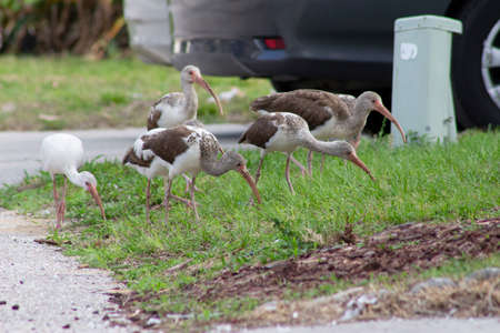 white and brown birds of the heron family on the lawn of a residential property