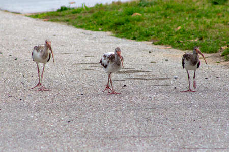 three herons strutting along a road in florida