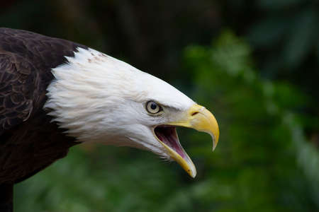 a bird with its mouth open yellow beak singing or calling