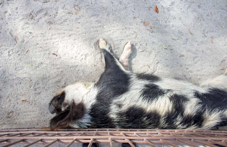 a large pig sleeps or naps inside a fence at a zoo