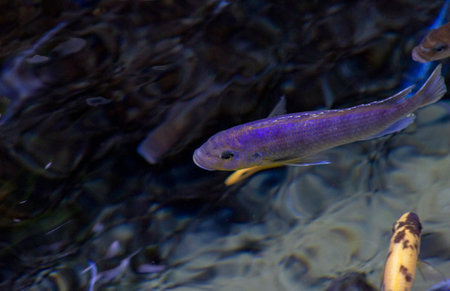 a silver colored tropical fish swimming in a clear poolの写真素材