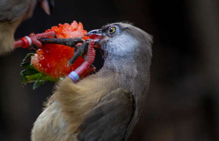 a grey bird hanging from a branch munching on a delicious strawberry outsideの写真素材