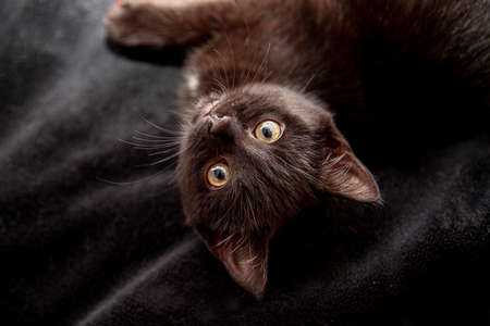 A very cute small kitten looks at you while playing upside down with whiskersの写真素材