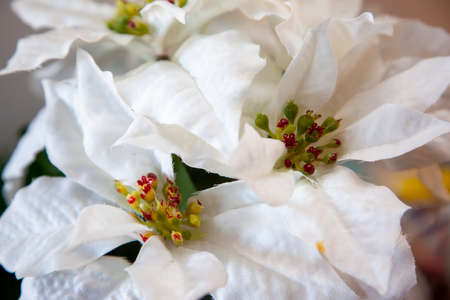 fabric leaves of a white christmas star plantの写真素材