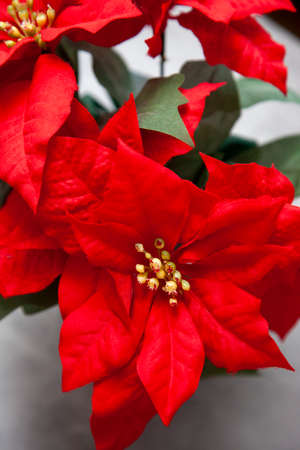 a red poinsettia plant with fake leaves and greeneryの写真素材