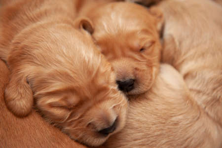 tiny week old sleeping puppies snooze and snuggle together with beautiful golden fur