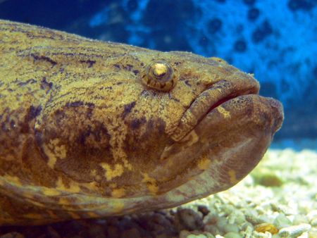 Big Tropical Fish, Borneo Coastの写真素材