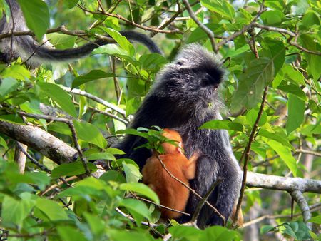 Borneo. Wild Silver Leaf Monkey (& )