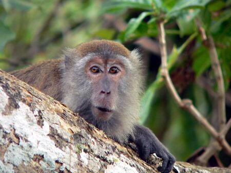 Borneo. LongTail Macaque