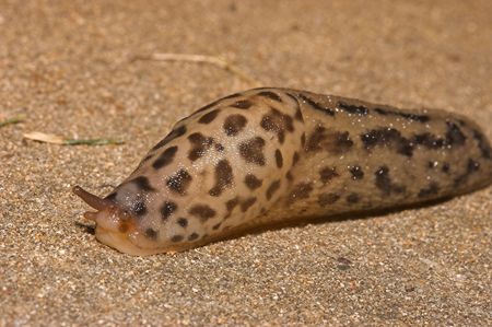 close up of grumpy the slugの写真素材