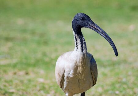 close up of a sacred ibis looking at cameraの写真素材