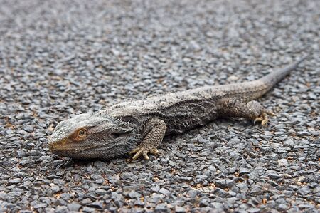 bearded dragon on roadの写真素材