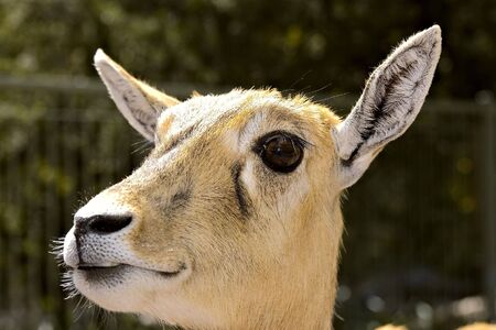 young deer close up - head only の写真素材