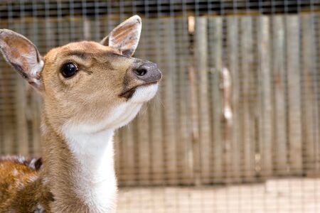 young deer (doe) with head raised - close up の写真素材
