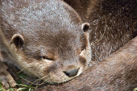small clawed otter asleepの写真素材