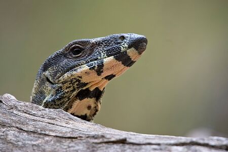 lace monitor (goanna) looking over a logの写真素材