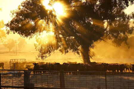 sun rising and shining through trees over a herd of cattle in a corralの写真素材
