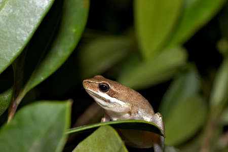 litoria dentata frog sitting on a leafの写真素材