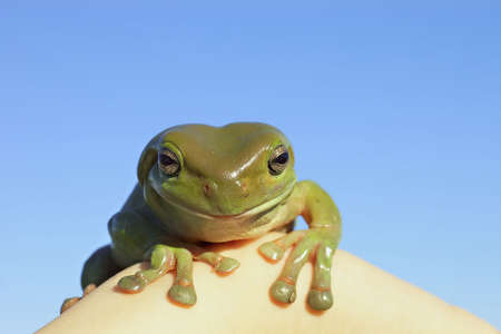 close up a green tree frogの写真素材