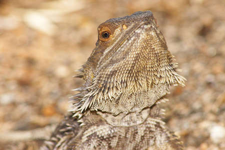 central bearded dragonの写真素材