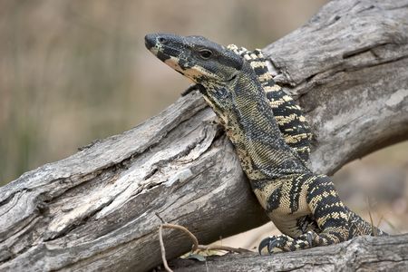 lace monitor の写真素材