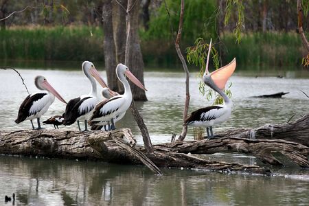 show offの写真素材