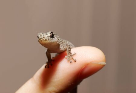 looking at me? - gecko on a fingerの写真素材