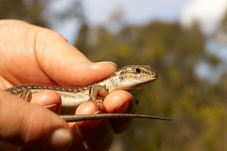 ctenotus robustus (lizard) in handの写真素材