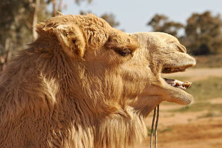camel close upの写真素材
