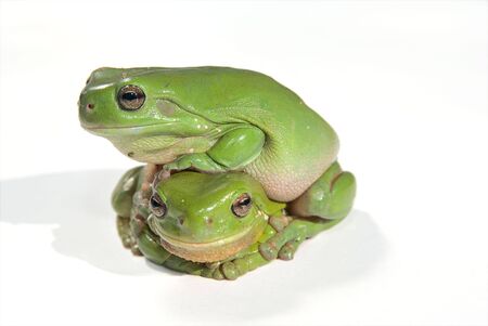 two litoria caerula - green tree frogs one on top of the other - on whiteの写真素材