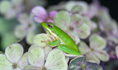 a little dwarf green frog sits amongst the flowers